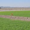 Dirt berm in short alfalfa field to the west of cars